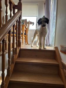 timber flooring and carpet in cherrybrook